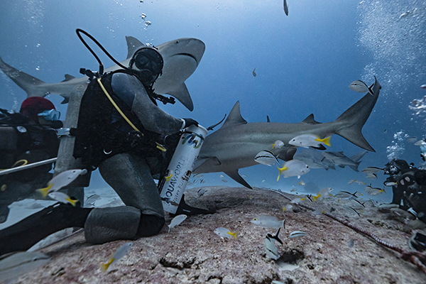 Bull Shark Experience 1 Tank